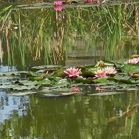 Zen Style * Fromelles