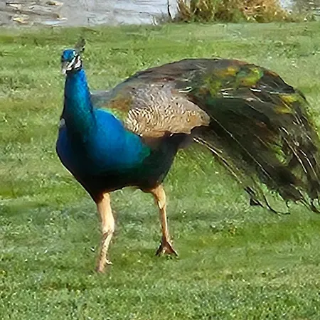 Apartment Zen Style *