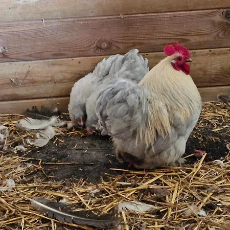 Lejlighed Zen Style Fromelles