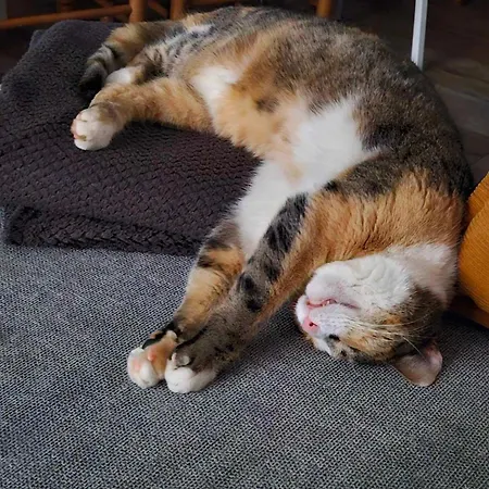 Zen Style Lejlighed *