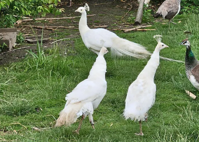 Zen Style Appartement