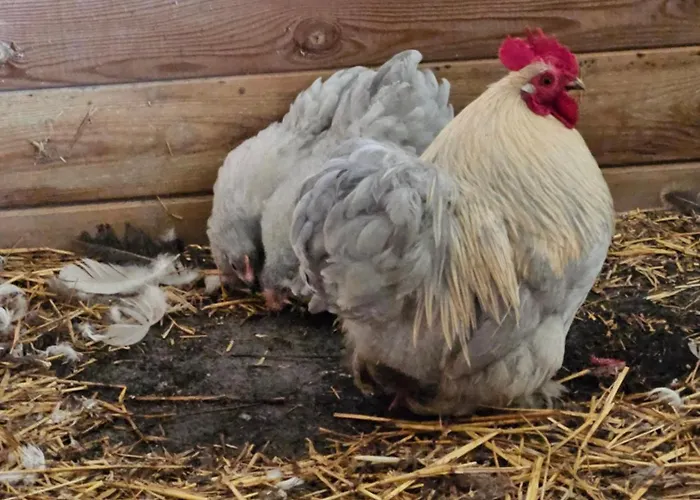 Appartement Zen Style Fromelles