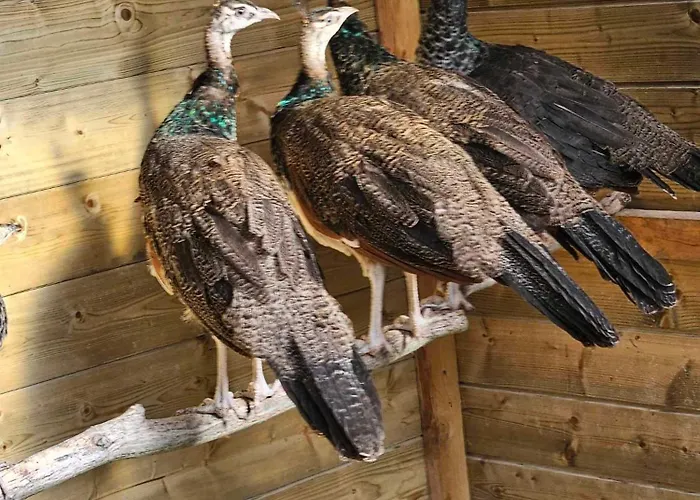 Appartement Zen Style Fromelles