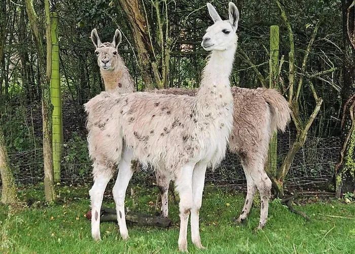 Appartement Zen Style