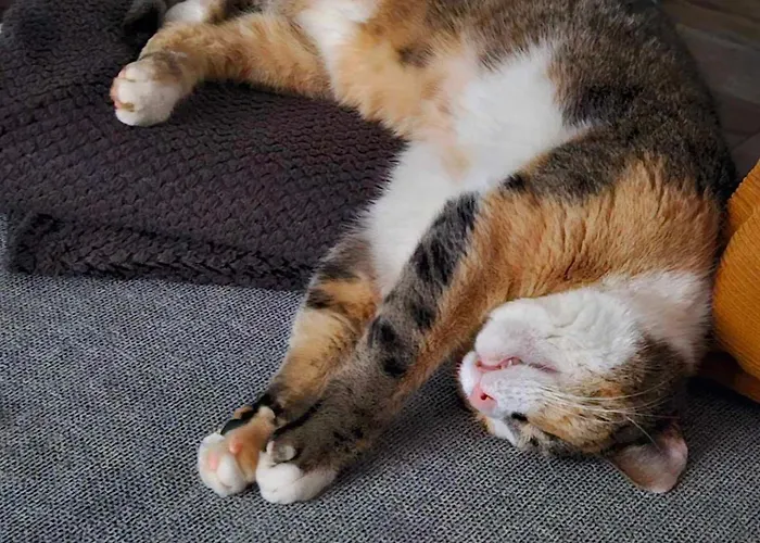 Zen Style Appartement *